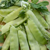 Groch siewny cukrowy Bajka Zielona